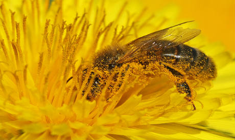 Combat the Season of Sneezing with a Natural Allergy Relief Kit 