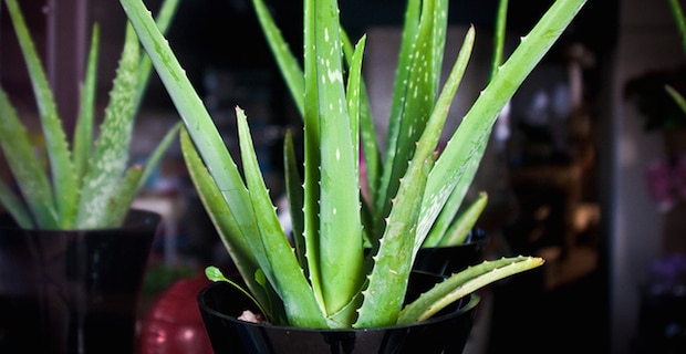 The Health Benefits of Aloe Vera 