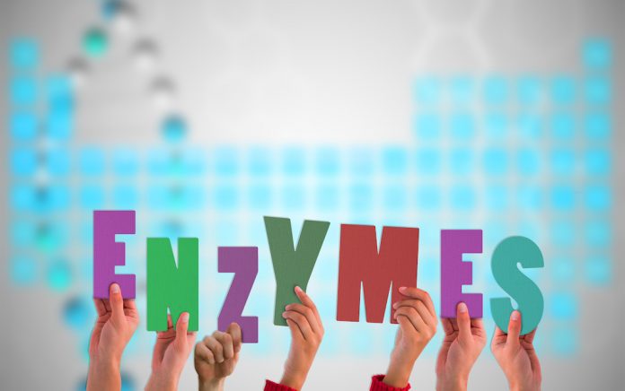 Enzymes What Are They and Why Do You Need Them