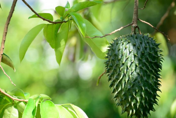 graviola soursop super fruit